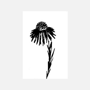 Cone Flower Loose