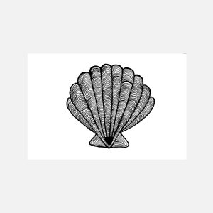 Seashell 2