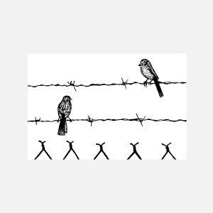 Birds On Barbed Wire 1