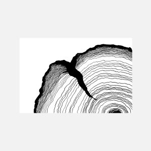 Tree Rings 2