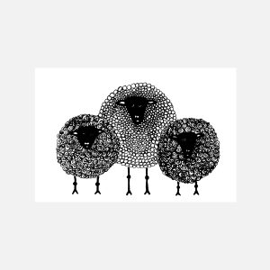 Sheep Curly
