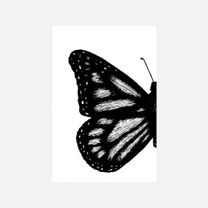 Monarch Butterfly