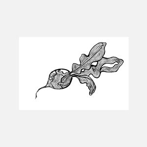 Radish