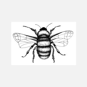 Bumblebee