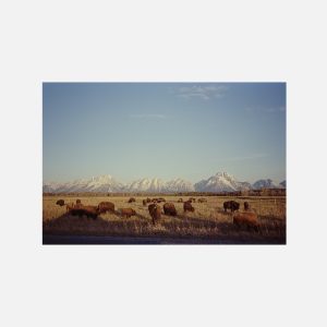 Bison Range